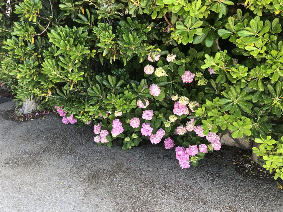 Norddalmatien : Pag > Luka Mandre - Hortensien