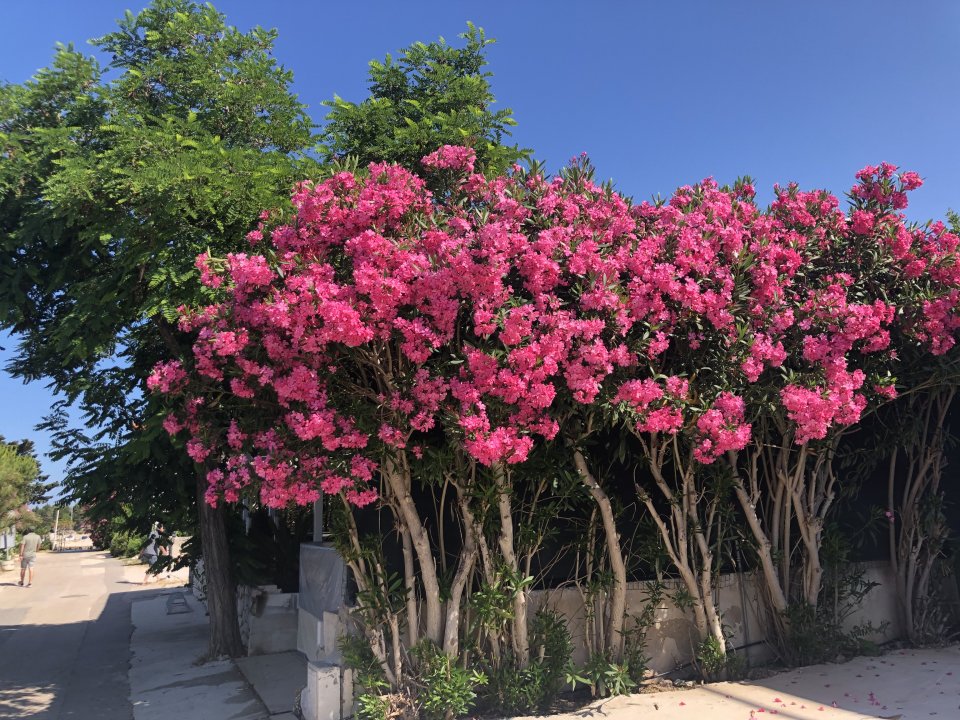 Norddalmatien: Pag >Luka Mandre -  reiche Blüten