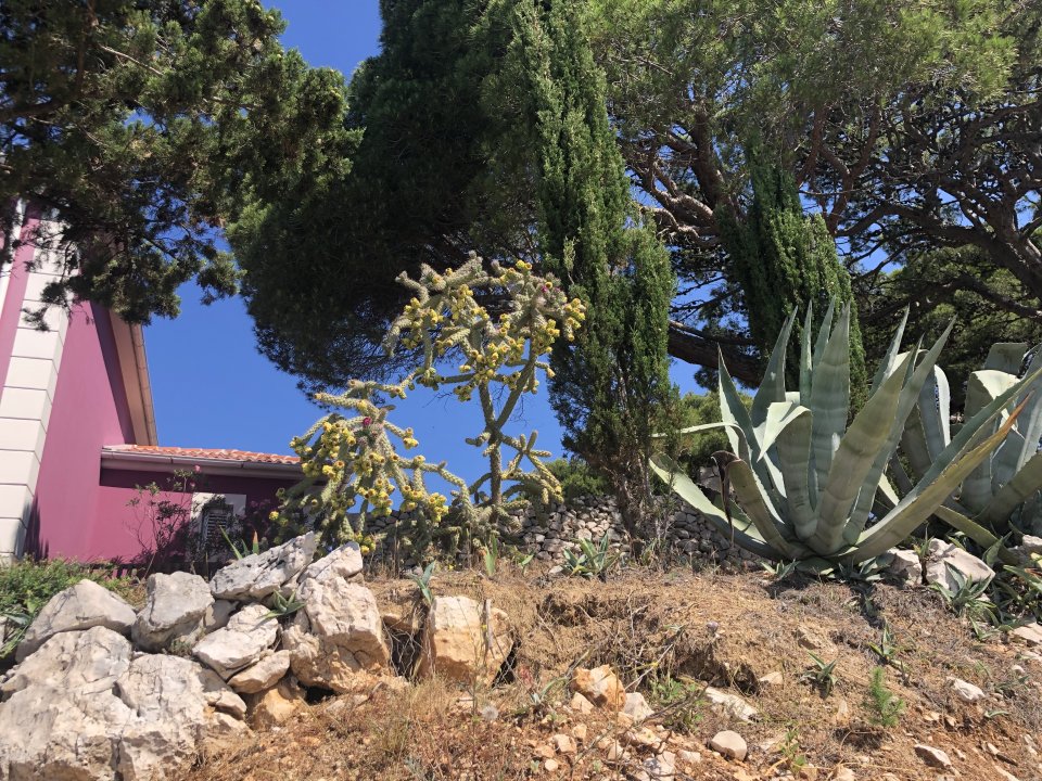 Norddalmatien : Pag >Luka Mandre - stachlige Freunde