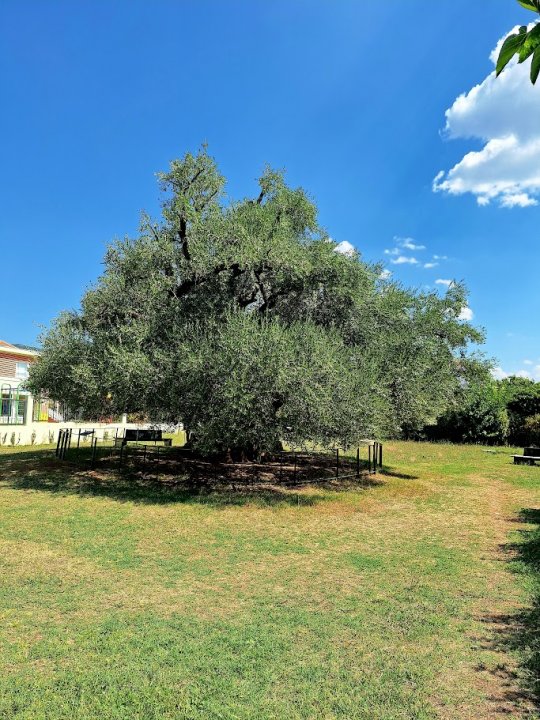 Olivenbaum 'Mastrinka' Put Svete Lucije Kastel Stafilic (1).jpg