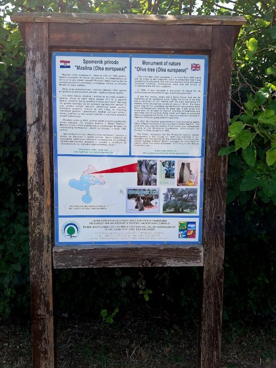 Olivenbaum 'Mastrinka' Put Svete Lucije Kastel Stafilic (13).jpg