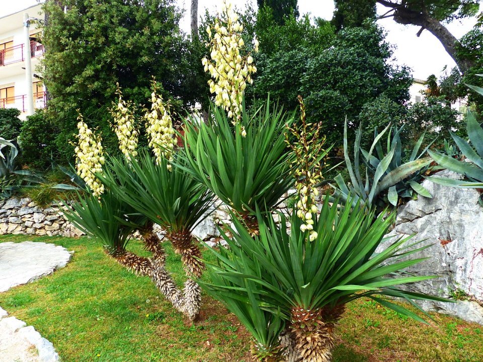 Palmenblüte