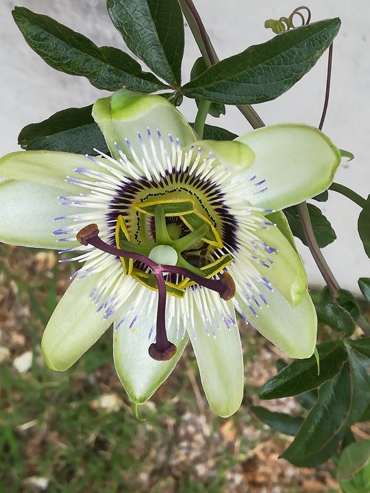 Passionsblüte