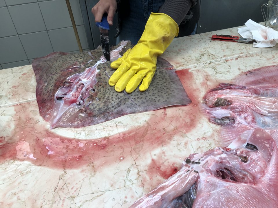 Rabac: Labin > Fischmarkt