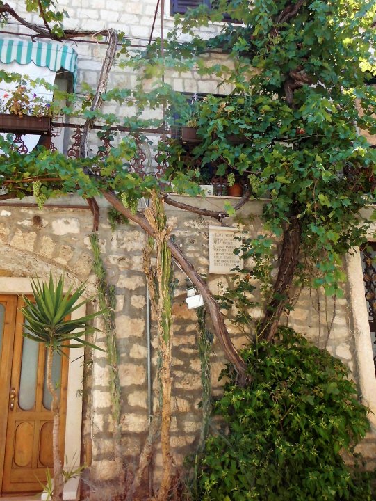 Rankende Weinpflanze