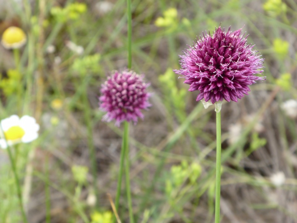 Rundköpfiger Lauch (Allium rotundum)