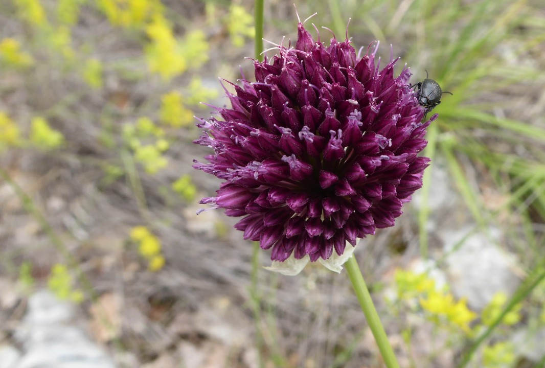 Rundköpfiger Lauch (Allium rotundum)