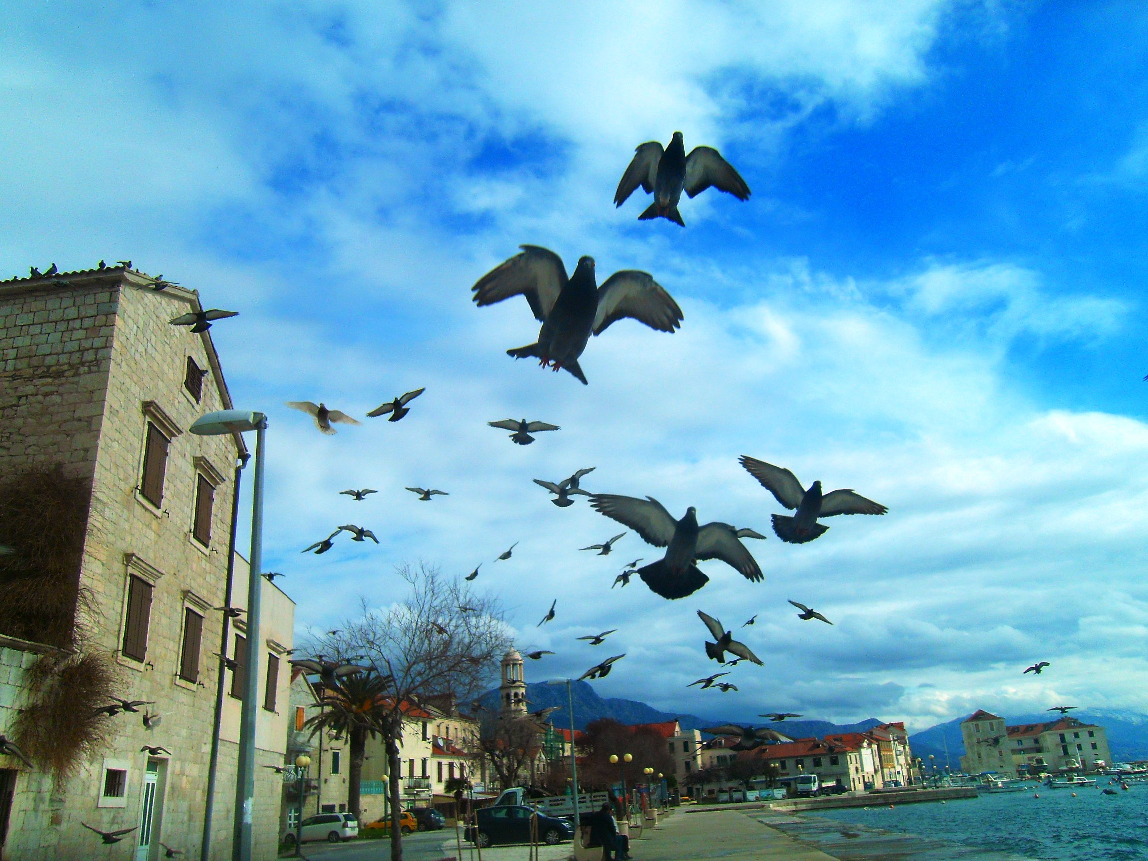 Taubenflug über Kastel Novi