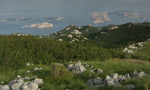 0805_ada_urwald2.jpg