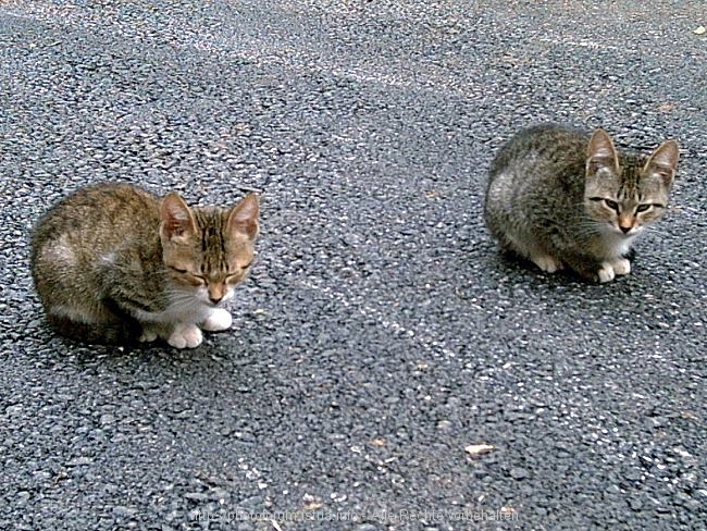 PICT0232-1.jpg
