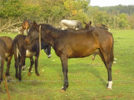 Esel-92.jpg