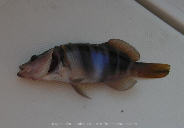 19_welcher_Fisch.jpg