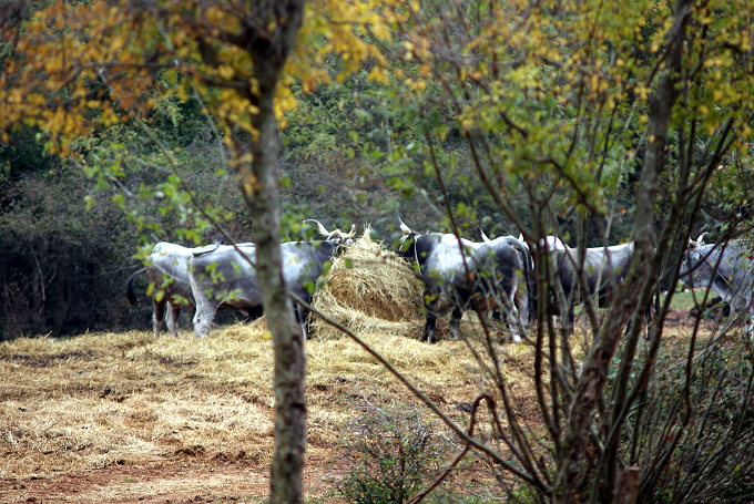 DSC08891-1.jpg