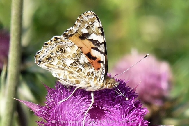 P1090325a.jpg