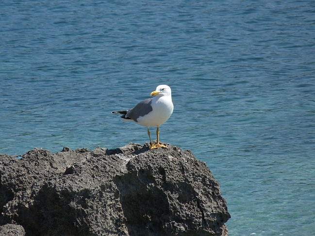 P1050317a.jpg