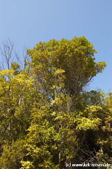 Erdbeerbaum156_opt.jpg