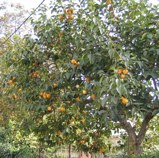 Baum.jpg