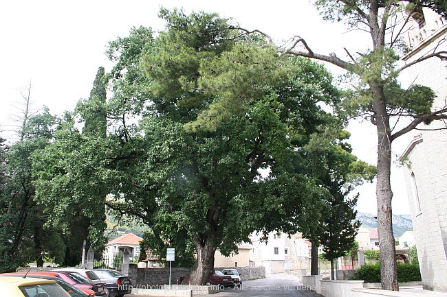 KASTEL_GOMILICA_Alte_Eiche_IMG_3897.jpg