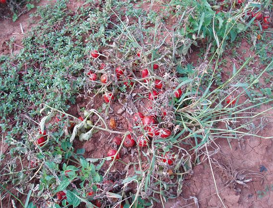 Tomaten1.jpg