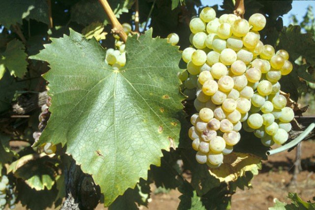 malvazija-istarska-grape.jpg