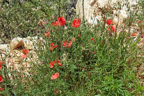 175_Wanderung_Vidova_Gora_Mohn.jpg