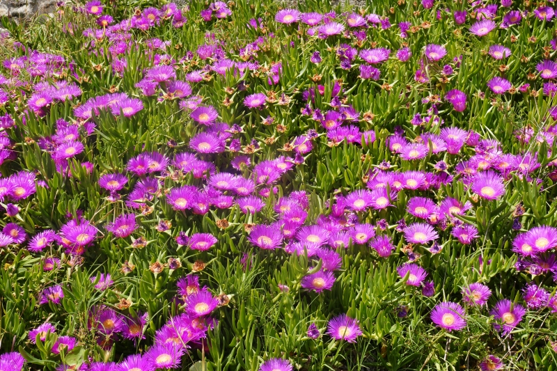 Ston_Mai__2012__28.jpg