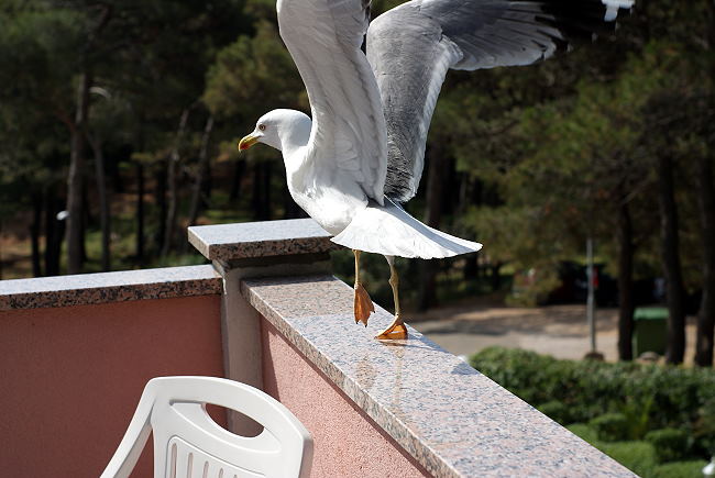 DSC07804-1.jpg