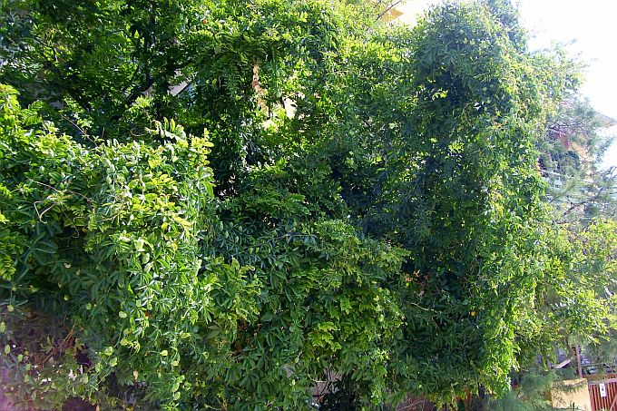 05_Baum_mit_Passionblumen.JPG