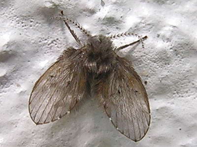 Psychodidae.jpg