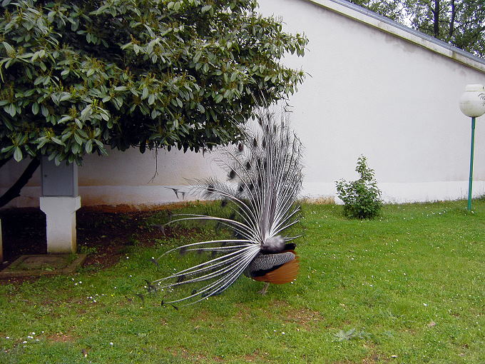 PICT0913-1.jpg
