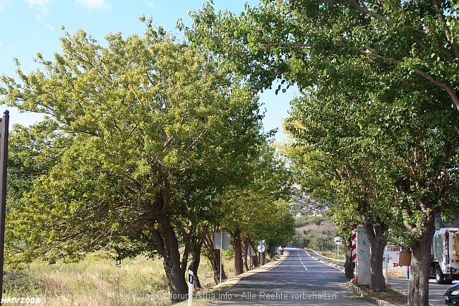 Allee_bei_Lopar_IMG_8794.jpg