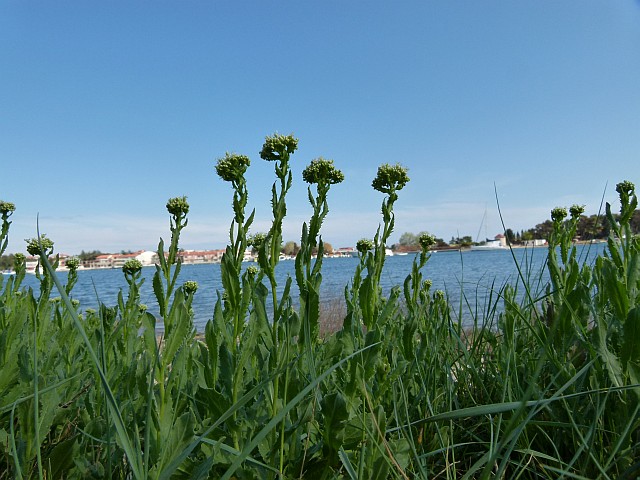P1160285_klein.jpg