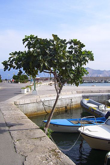 03_Feigenbaum_am_Hafen.JPG