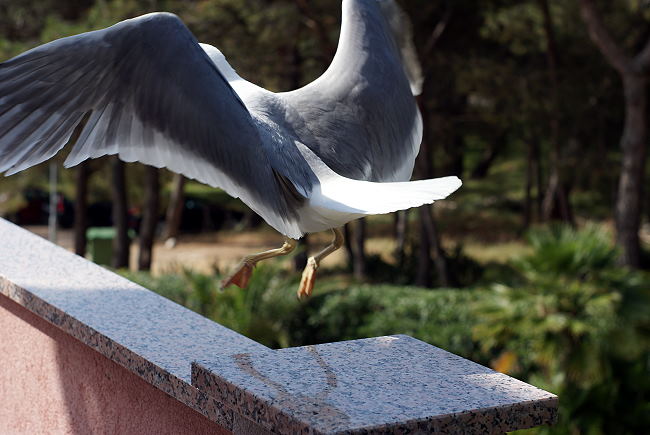 DSC07801-1.jpg