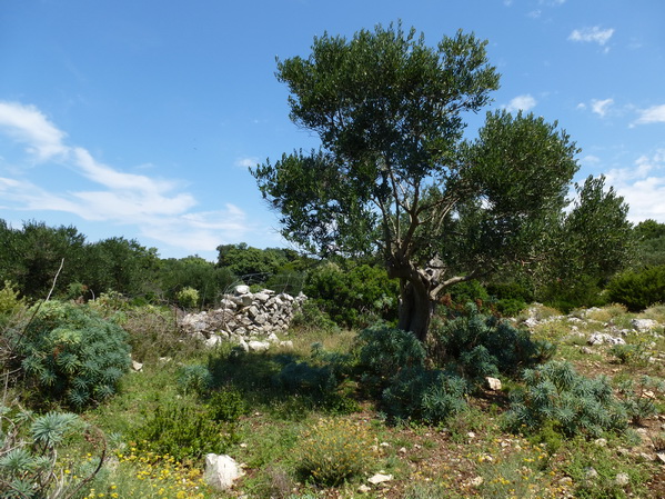 P1010592_Bildgre_ndern.jpg