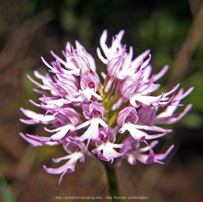3_NM__8.4.08_Orchideen_Nevio_013.jpg