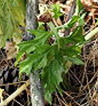 Akanthus_1Blatt.jpg
