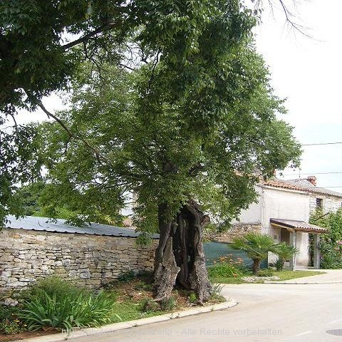 baum.jpg