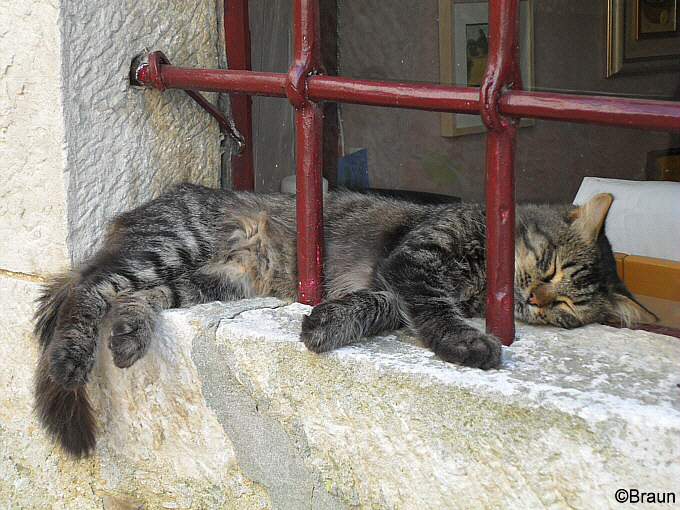 Groznjan_-_Mde_Katze.jpg