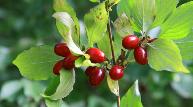 Kornelkirsche-Cornus-mas-3-800x445.jpg