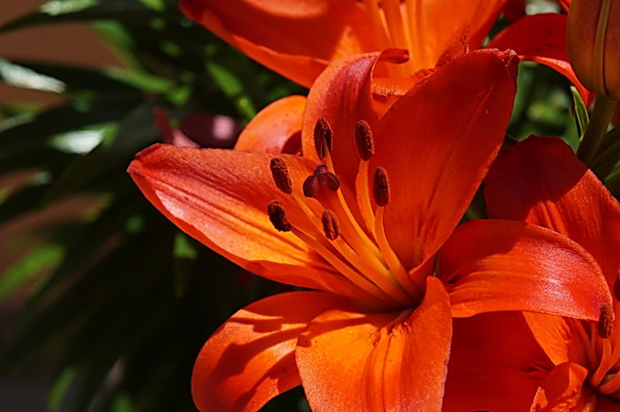 DSC07372-1.jpg