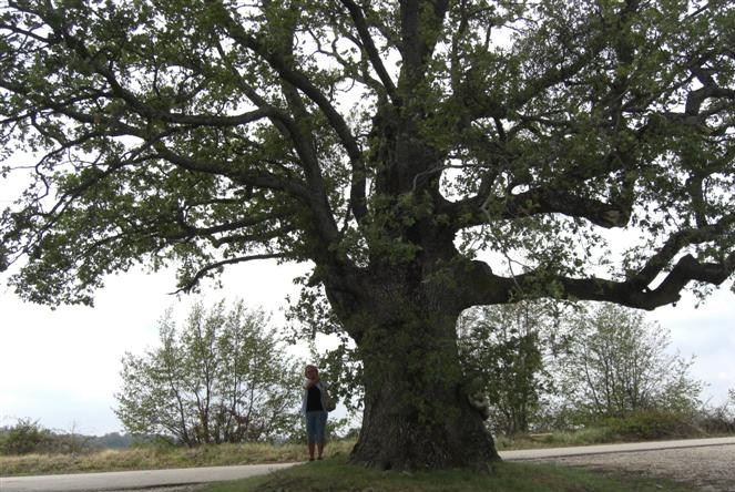 baum_2.jpg