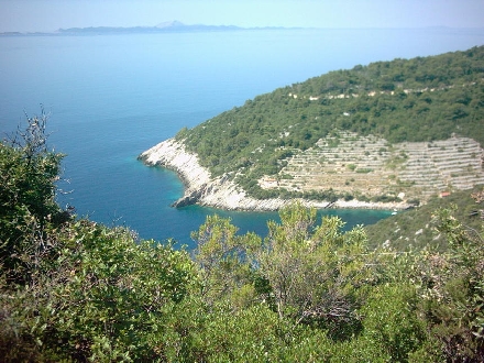 Bacva.jpg