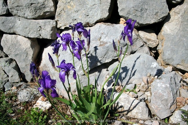 30_Iris_31.4.08_111.jpg