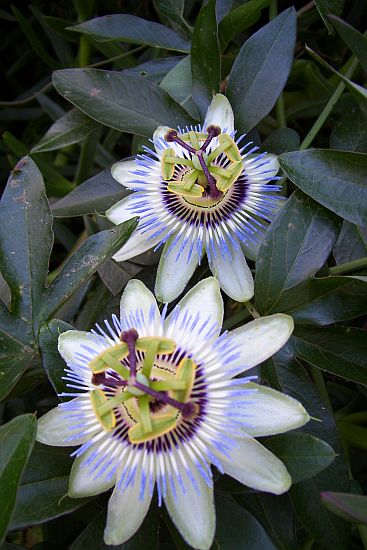 Passionsblumen.jpg