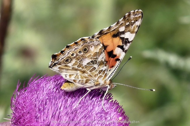 P1090320a.jpg