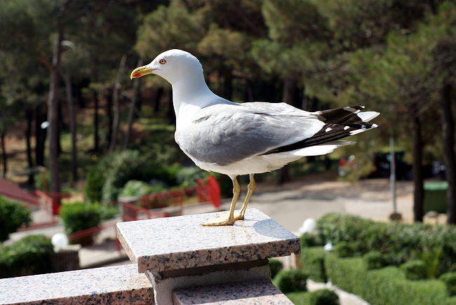 DSC07805-1.jpg