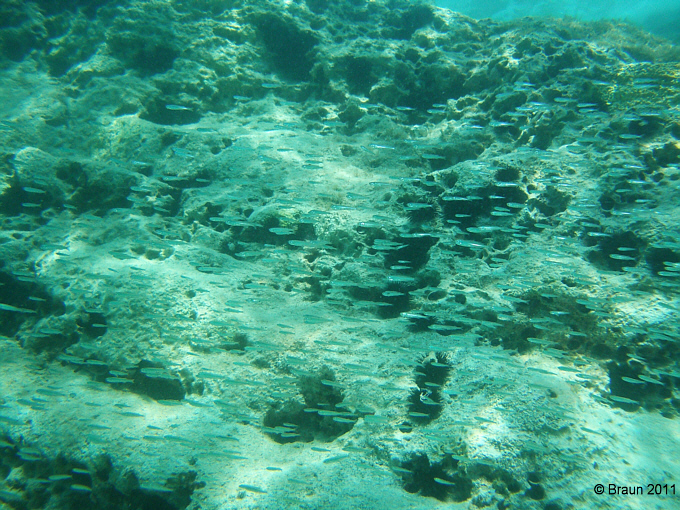 Fischschwarm_2.jpg