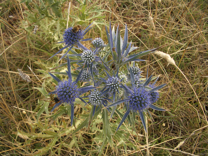 Blaue_Distel.jpg