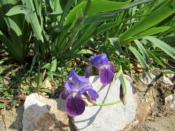 17_Blumen_in_Rabac.jpg